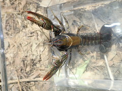 Lacunicambarus chimera