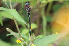 Brechmorhoga praecox