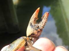 Lacunicambarus chimera