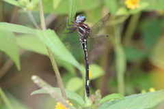 Brechmorhoga praecox