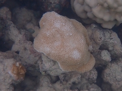 Montipora capitata