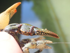 Lacunicambarus chimera