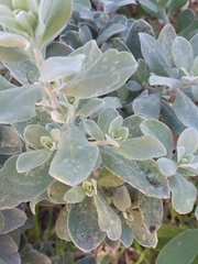 Tidestromia lanuginosa