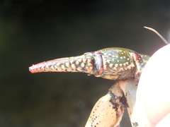 Lacunicambarus chimera