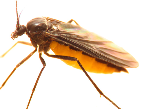 Sciara hemerobioides