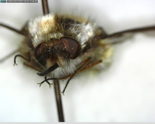 iNaturalist observation photo of Greater Bee Fly