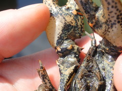 Lacunicambarus chimera