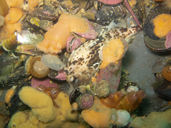 Congiopodus peruvianus