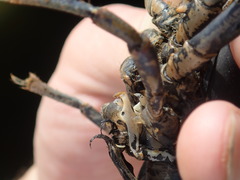 Lacunicambarus chimera