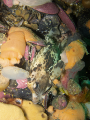 Congiopodus peruvianus