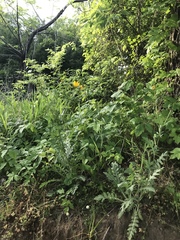 Asteraceae