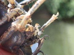 Lacunicambarus chimera