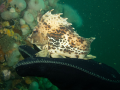 Congiopodus peruvianus