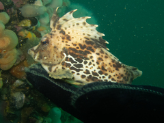 Congiopodus peruvianus