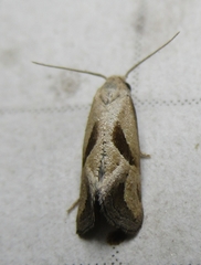 Eugnosta bimaculana
