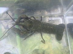 Faxonius kentuckiensis