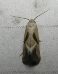 Eugnosta bimaculana