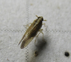 Tagosodes orizicolus