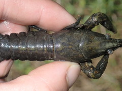 Faxonius kentuckiensis