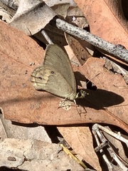 Hypocysta pseudirius