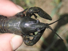 Faxonius kentuckiensis