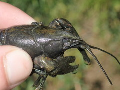 Faxonius kentuckiensis