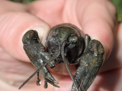 Faxonius kentuckiensis