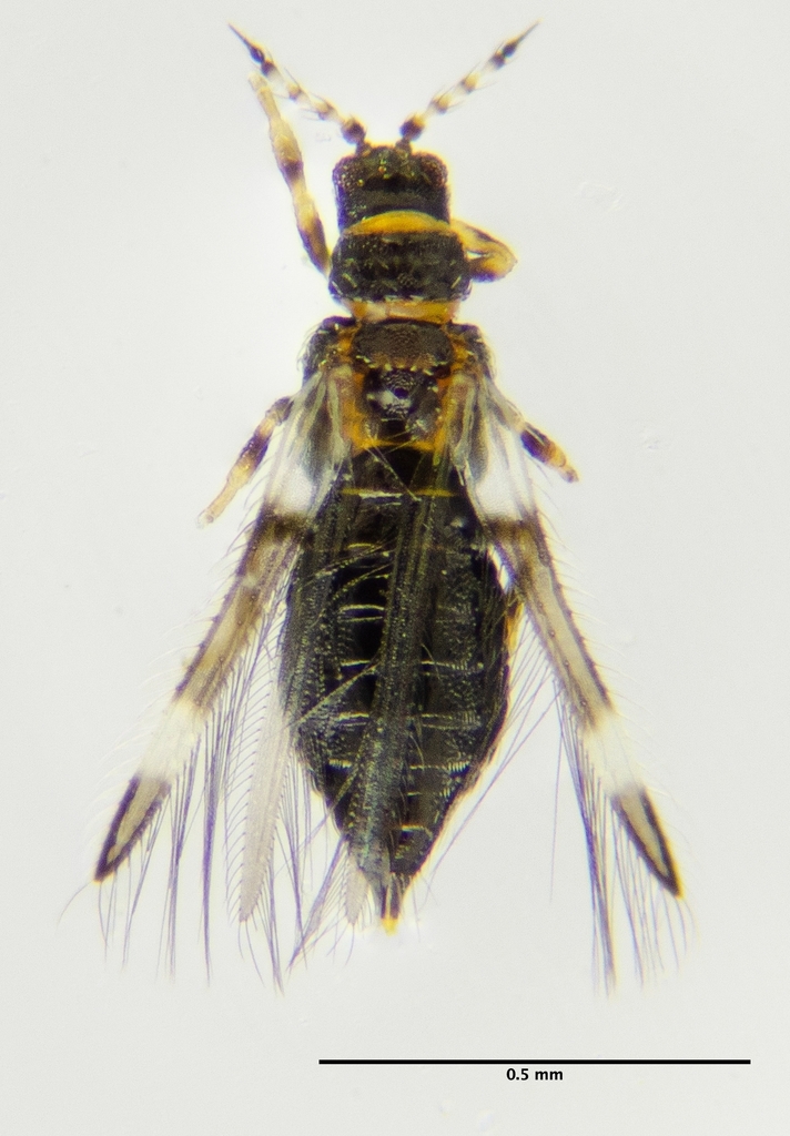 Bean Thrips
