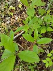 Frangula caroliniana