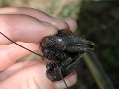 Faxonius kentuckiensis