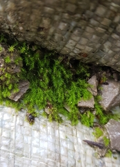 Dicranella rufescens