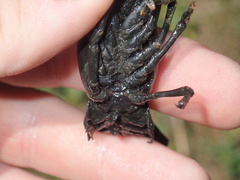 Faxonius kentuckiensis