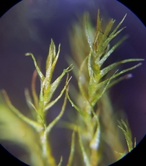 Dicranella rufescens