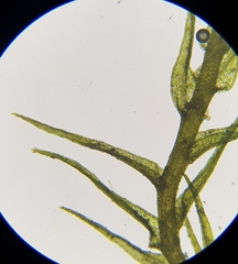 Dicranella rufescens