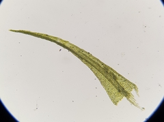 Dicranella rufescens