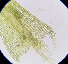 Dicranella rufescens