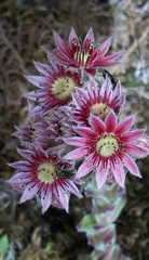 Sempervivum arachnoideum