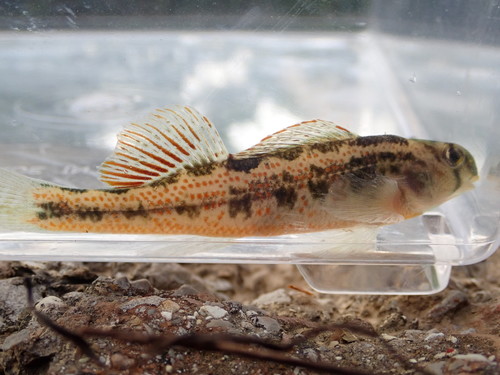 Cumberland Snubnose Darter