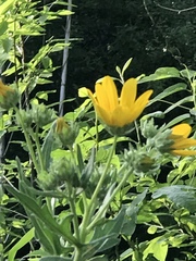Asteraceae