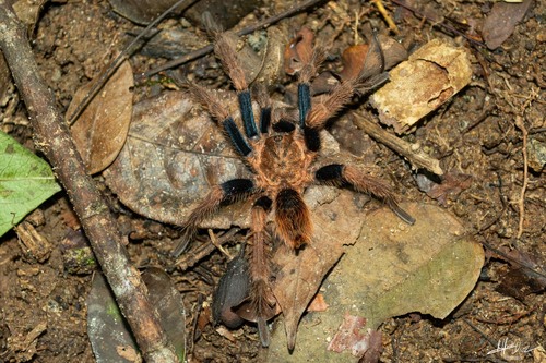 Mexican Blue-femur Tarantula