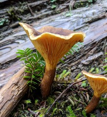 Hygrophoropsis rufa