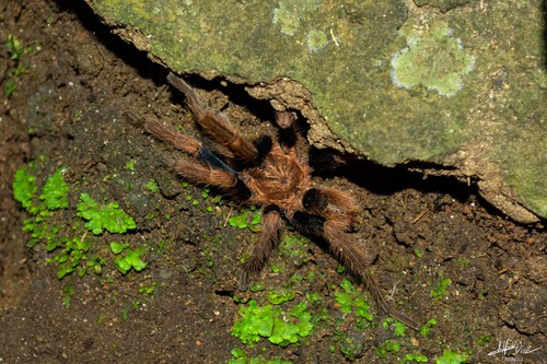 Mexican Blue-femur Tarantula