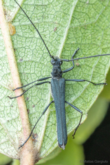 Stenorhopalus gracilis