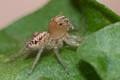 Chira gounellei
