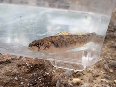 Etheostoma smithi