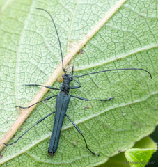 Stenorhopalus gracilis