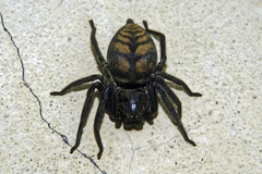 Thelcticopis