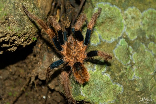 Mexican Blue-femur Tarantula