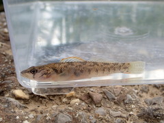 Etheostoma smithi