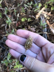 Phalaris californica